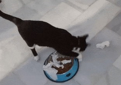 Mengapa kucing melakukan tindakan membuang kotoran di sebelah makanan?