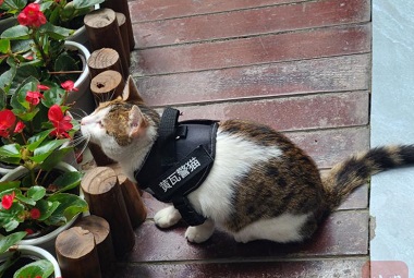 Pernahkah anda melihat kucing polis? Kucing polis ini di Chengdu mempunyai keupayaan pengantaraan kelas pertama!