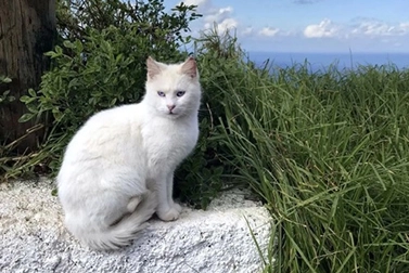 Warna apa yang boleh dilihat oleh kucing? Adakah mereka mempunyai warna kegemaran?