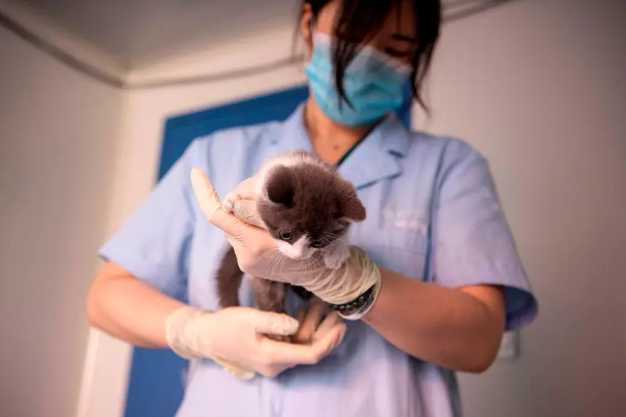 China memperkenalkan anak kucing klon pertama