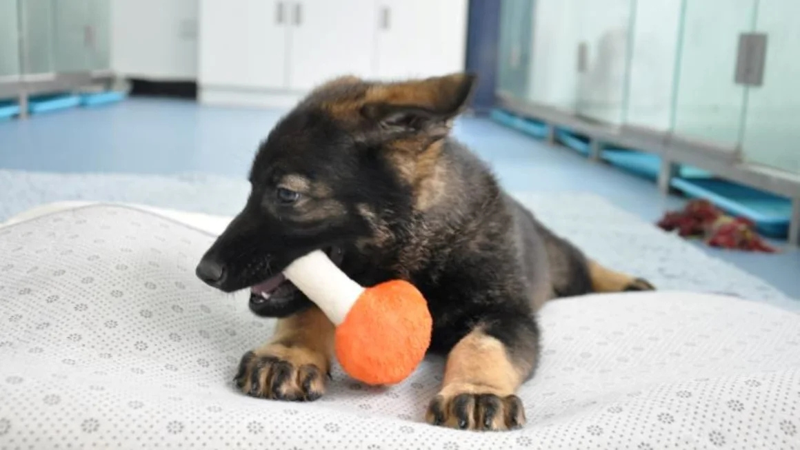 China memulakan latihan anjing polis klon pertama