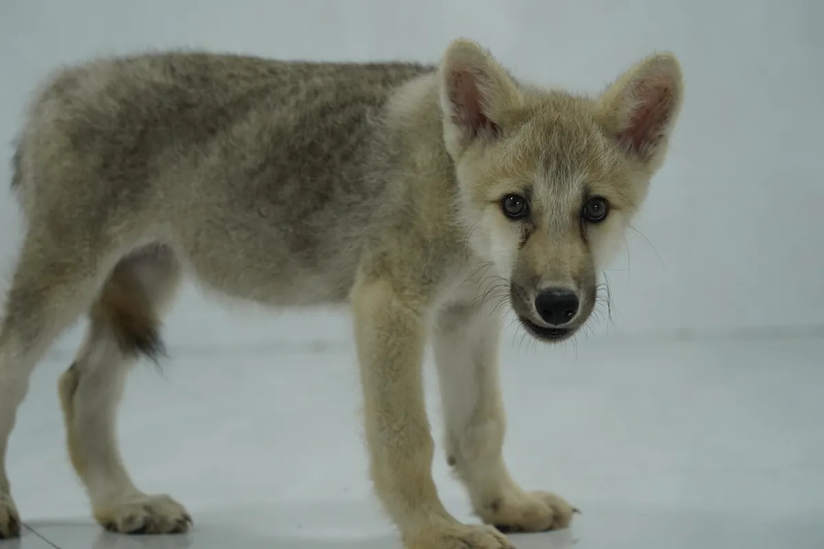 China mendedahkan anak anjing serigala artik pertama di dunia